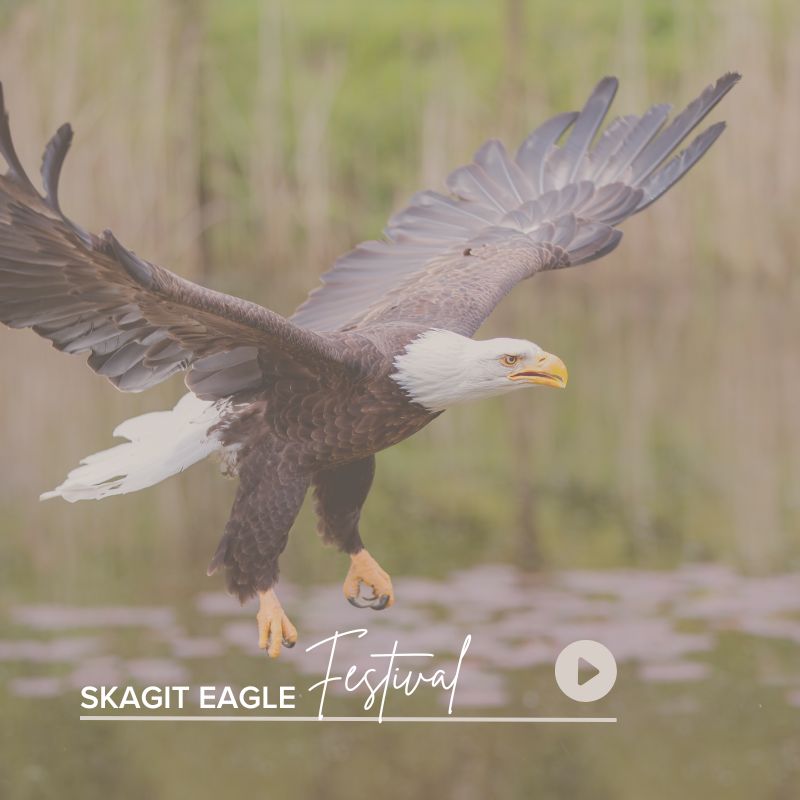Skagit Eagle Festival