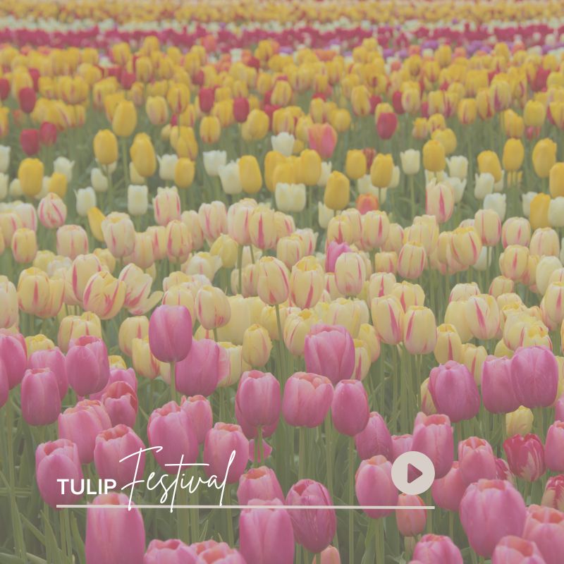Tulip Festival
